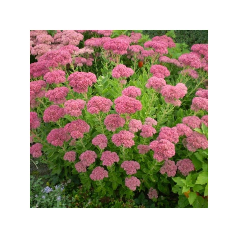 Sedum spectabile 'Brillant'
