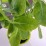 Sedum spectabile 'Brillant'