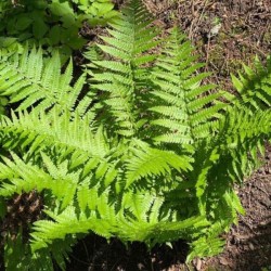 Dryopteris affinis