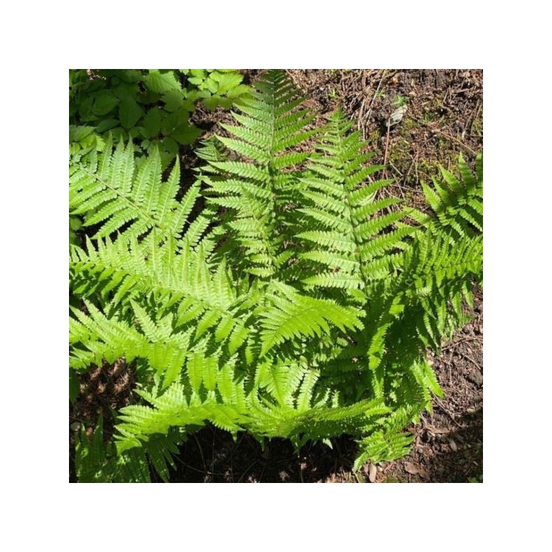 Dryopteris affinis