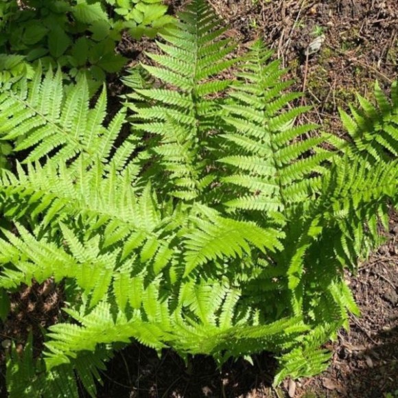 Dryopteris affinis