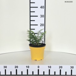 Dryopteris affinis