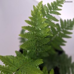 Dryopteris affinis