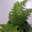 Dryopteris affinis
