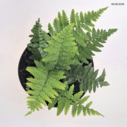 Dryopteris affinis