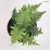 Dryopteris affinis