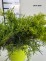 Juniperus ×pfitzeriana 'Old Gold'
