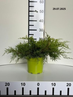 Juniperus ×pfitzeriana 'Old Gold'