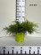 Juniperus ×pfitzeriana 'Old Gold'