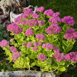 Sedum 'Carl'