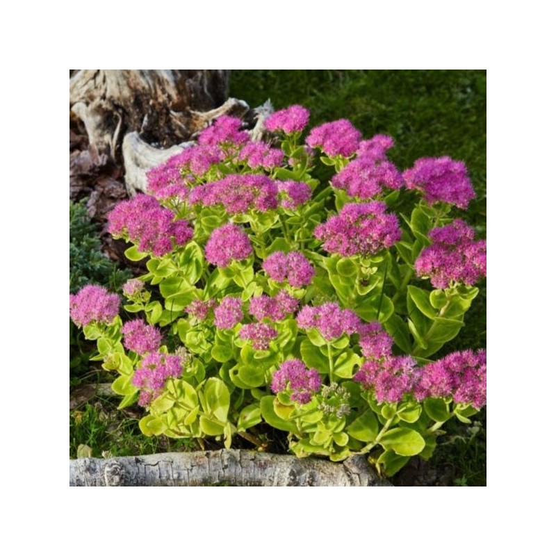 Sedum 'Carl'