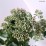Sedum 'Carl'