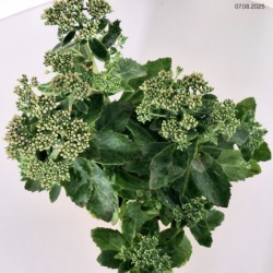 Sedum 'Carl'