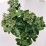 Sedum 'Carl'