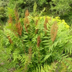 Osmunda regalis