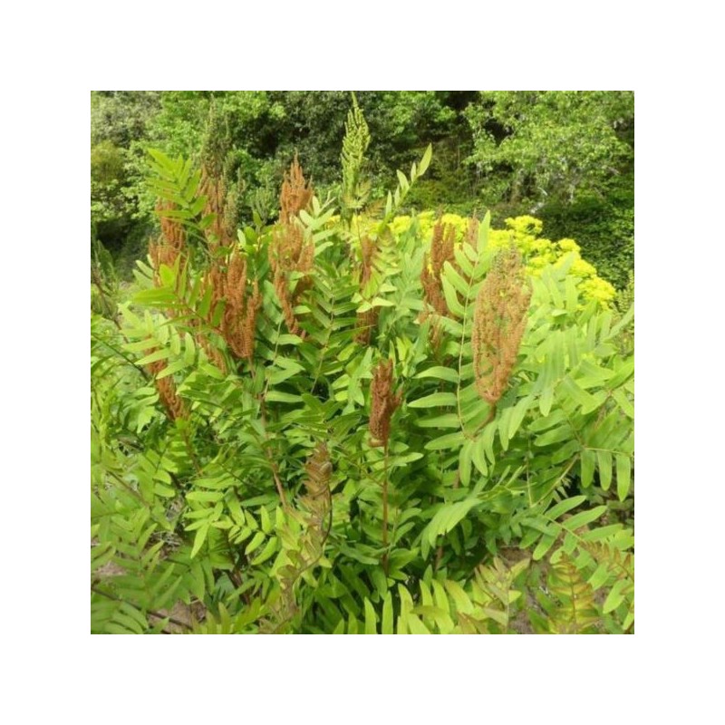 Osmunda regalis