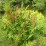 Osmunda regalis