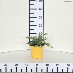 Osmunda regalis