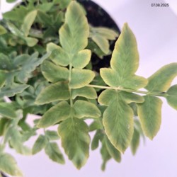 Osmunda regalis