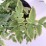 Osmunda regalis
