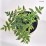 Osmunda regalis