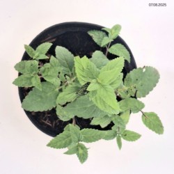 Nepeta NEPTUNE 'Bokratune' PBR