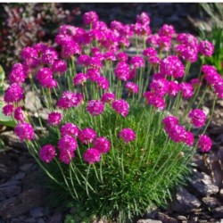 Armeria maritima 'Splendens'