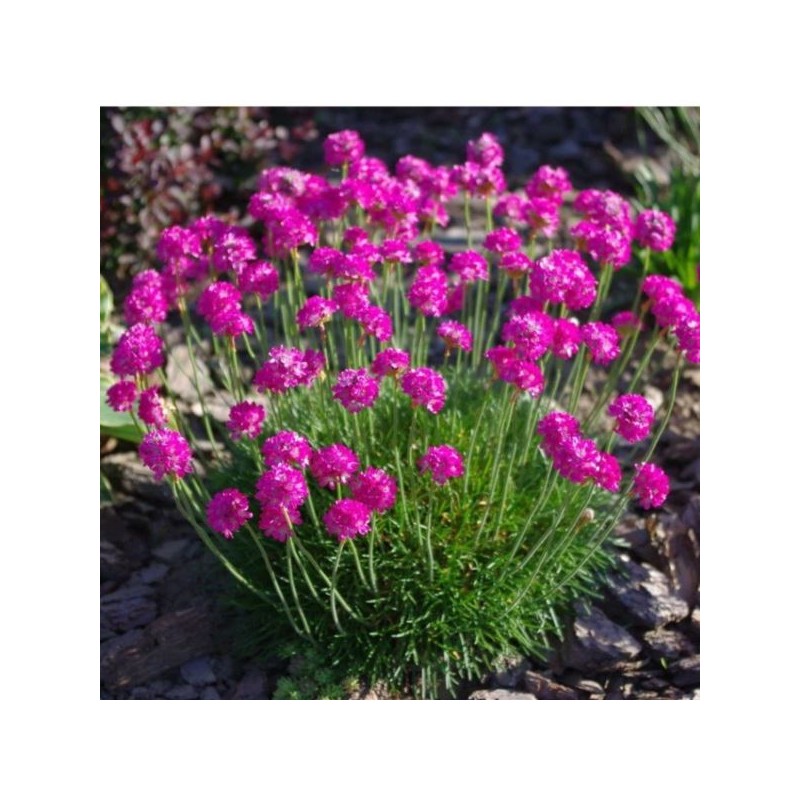 Armeria maritima 'Splendens'