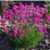 Armeria maritima 'Splendens'