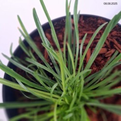 Armeria maritima 'Splendens'