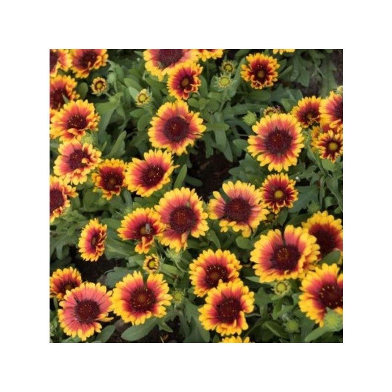 Gaillardia ×gran. 'Spintop Red Starbust'