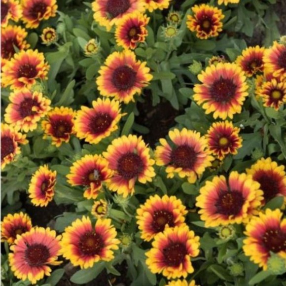 Gaillardia ×gran. 'Spintop Red Starbust'