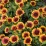 Gaillardia ×gran. 'Spintop Red Starbust'