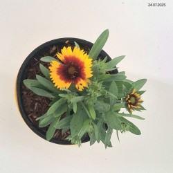 Gaillardia ×gran. 'Spintop Red Starbust'