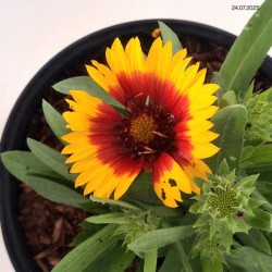Gaillardia ×gran. 'Spintop Red Starbust'