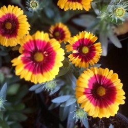 Gaillardia ×gran. 'Spintop Red Starbust'