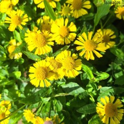 Helenium 'Sombrero' PBR