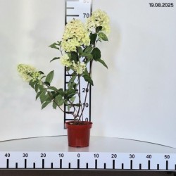 Hydrangea p. 'Silver Dollar'