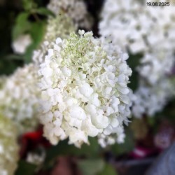 Hydrangea p. 'Silver Dollar'