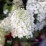 Hydrangea p. 'Silver Dollar'
