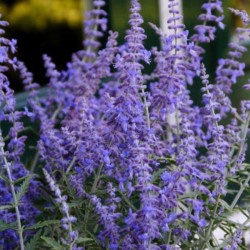 Perovskia atriplicifolia...