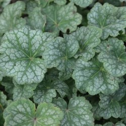 Heuchera americana 'Dale'