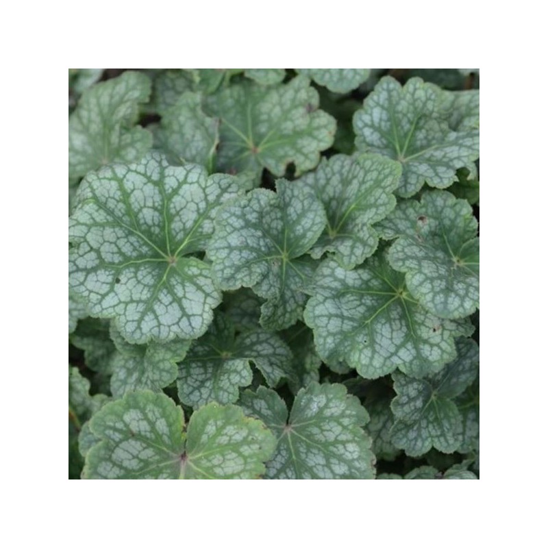 Heuchera americana 'Dale'