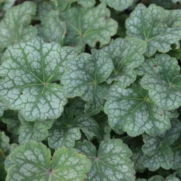 Heuchera americana 'Dale'