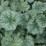 Heuchera americana 'Dale'