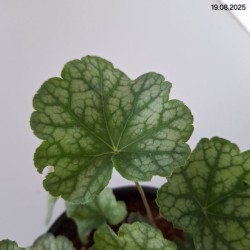 Heuchera americana 'Dale'