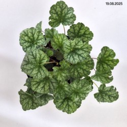 Heuchera americana 'Dale'
