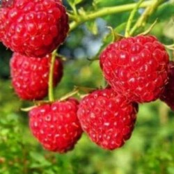 Rubus idaeus 'Polana'