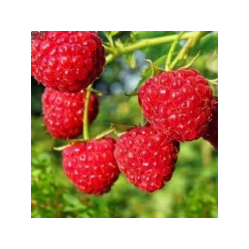 Rubus idaeus 'Polana'