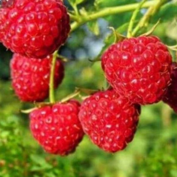 Rubus idaeus 'Polana'